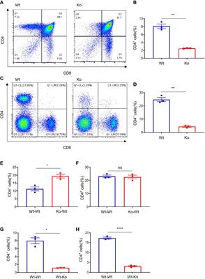 A Spontaneous H2-Aa Point Mutation Impairs MHC II Synthesis and CD4+ T-Cell Development in Mice